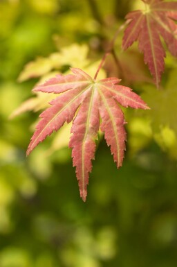 Acer palmatum 'Orange Dream' struik 40-60 cm