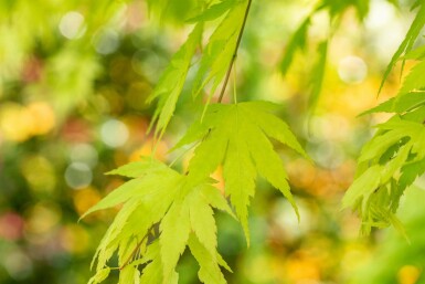 Acer palmatum 'Orange Dream' struik 60-80 cm