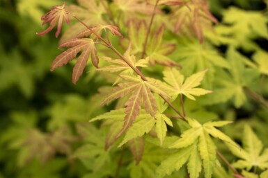 Acer palmatum 'Orange Dream' struik 80-100 cm