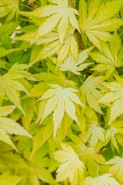 Acer palmatum 'Orange Dream' struik 125-150 cm
