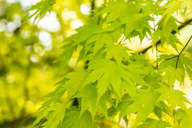 Acer palmatum 'Orange Dream' struik 125-150 cm