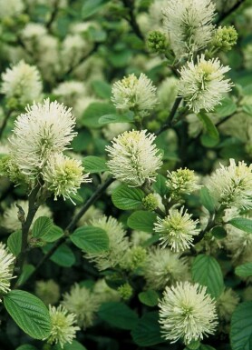 Lampenpoetserstruik Fothergilla major Pot Fothergilla major