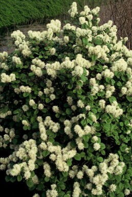 Lampenpoetserstruik Fothergilla major Pot Fothergilla major