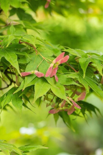 Acer palmatum 'Osakazuki' struik 100-125 cm