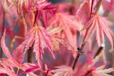 Acer palmatum 'Phoenix' struik 80-100 cm