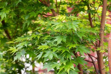 Acer palmatum 'Sangokaku' struik 125-150 cm