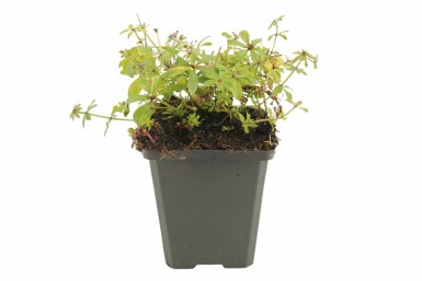 Lievevrouwebedstro Galium odoratum Pot Galium odoratum