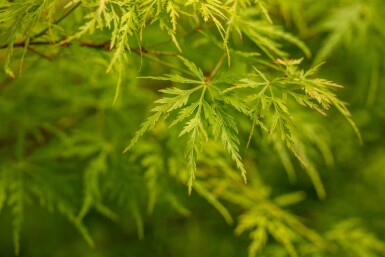 Acer palmatum 'Seiryu' struik 125-150 cm