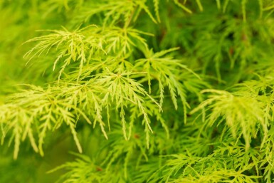 Acer palmatum 'Seiryu' struik 125-150 cm