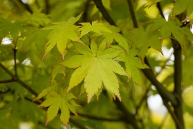 Acer palmatum 'Summer Gold' struik 60-80 cm