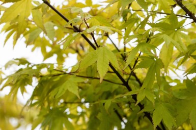 Acer palmatum 'Summer Gold' struik 80-100 cm