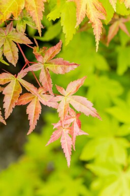 Acer palmatum 'Summer Gold' struik 100-125 cm