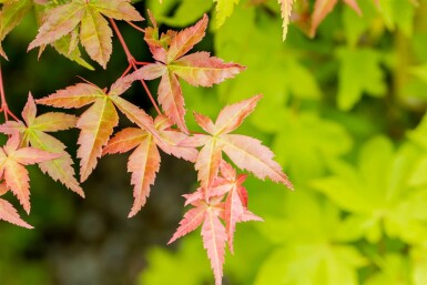 Acer palmatum 'Summer Gold' struik 100-125 cm