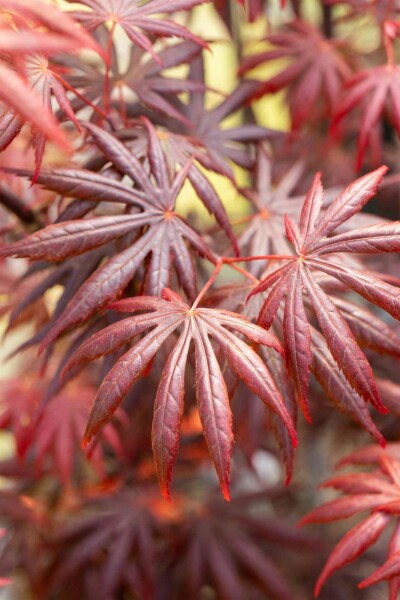 Acer palmatum 'Trompenburg' struik 40-50 cm