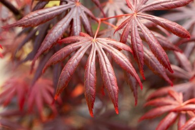 Acer palmatum 'Trompenburg' struik 40-60 cm