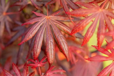 Acer palmatum 'Trompenburg' struik 150-175 cm