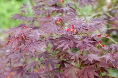 Acer palmatum 'Trompenburg' struik 150-175 cm