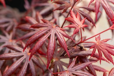 Acer palmatum 'Trompenburg' struik 175-200 cm
