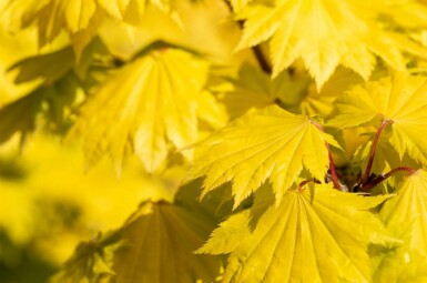 Acer shirasawanum 'Aureum' struik 40-50 cm