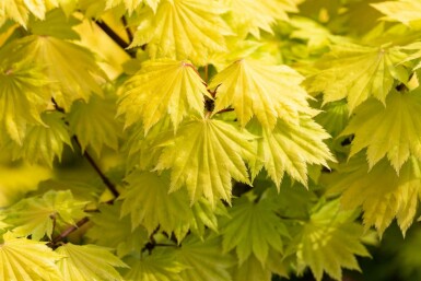 Acer shirasawanum 'Aureum' struik 100-125 cm