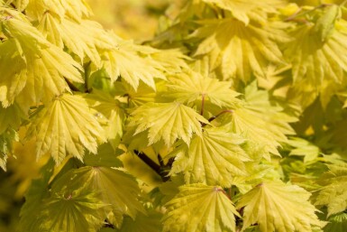 Acer shirasawanum 'Aureum' struik 60-80 cm