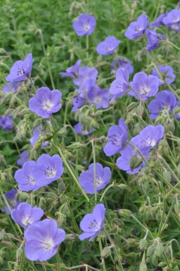 Ooievaarsbek Geranium 'Brookside' Pot Geranium 'Brookside'