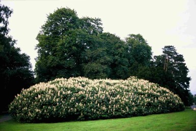Aesculus parviflora struik 50-60 cm