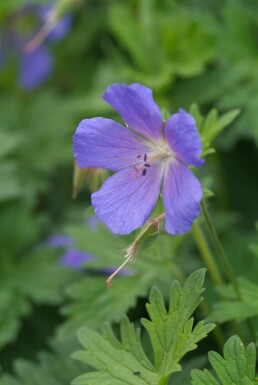 Ooievaarsbek Geranium 'Johnson's Blue' Pot Geranium 'Johnson's Blue'