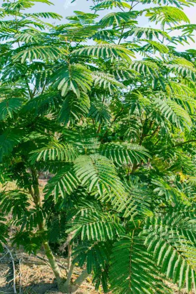 Albizia julibrissin struik 60-80 cm