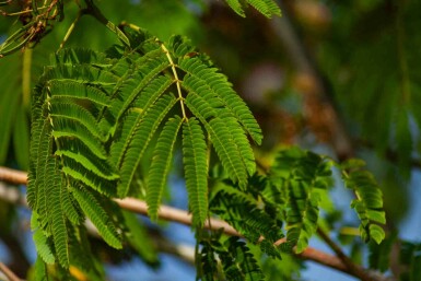 Albizia julibrissin 'Ombrella' struik 150-175 cm