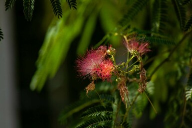 Albizia julibrissin 'Ombrella' struik 150-175 cm