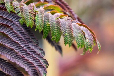 Albizia julibrissin 'Summer Chocolate' struik 100-125 cm