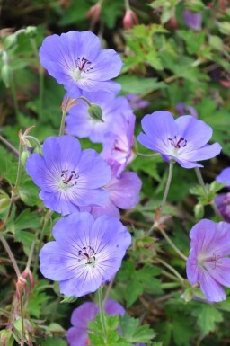 Ooievaarsbek Geranium 'Rozanne' Pot Geranium 'Rozanne'