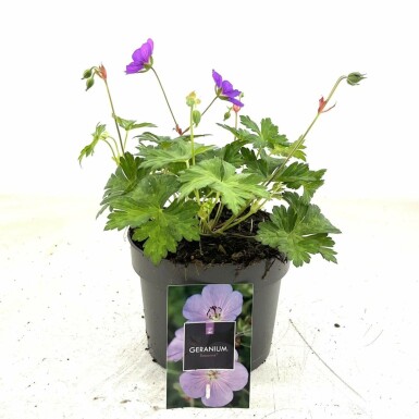 Ooievaarsbek Geranium 'Rozanne' Pot Geranium 'Rozanne'