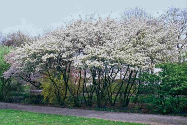 Amelanchier lamarckii struik 40-50 cm