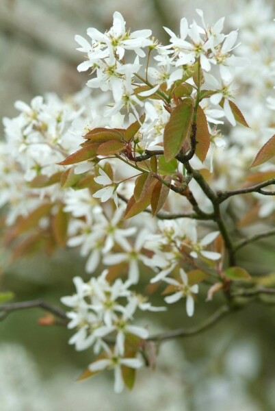 Amelanchier lamarckii struik 125-150 cm