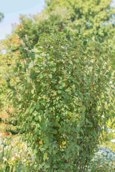 Amelanchier alnifolia 'Obelisk' struik 40-50 cm
