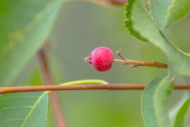 Amelanchier alnifolia 'Obelisk' struik 40-50 cm
