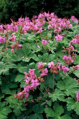 Ooievaarsbek Geranium macrorrhizum Pot Geranium macrorrhizum
