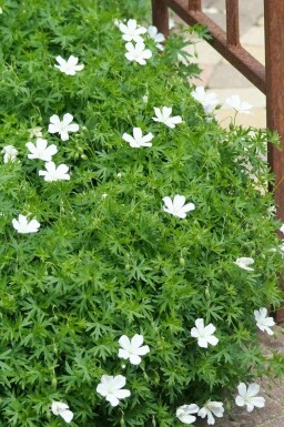 Ooievaarsbek Geranium sanguineum 'Album' Pot Geranium sanguineum 'Album'