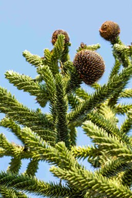 Araucaria araucana struik 60-70 cm