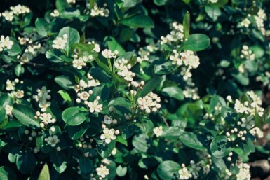 Aronia melanocarpa struik 125-150 cm