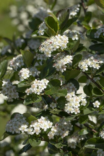 Aronia prunifolia 'Viking' struik 60-80 cm