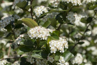 Aronia prunifolia 'Viking' struik 60-80 cm