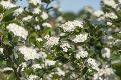 Aronia prunifolia 'Viking' struik 80-100 cm