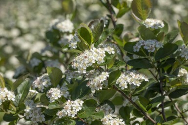 Aronia prunifolia 'Viking' struik 80-100 cm