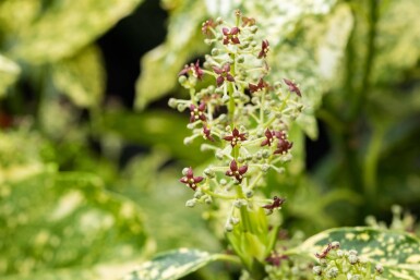 Aucuba japonica 'Crotonifolia' struik 60-80 cm