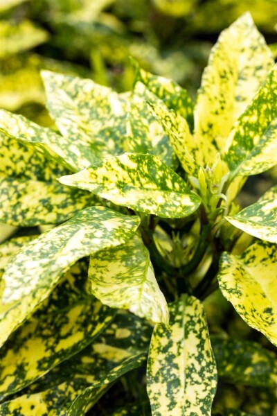 Aucuba japonica 'Crotonifolia' struik 80-100 cm