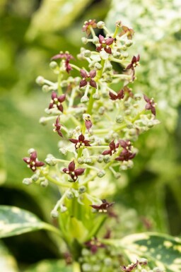 Aucuba japonica 'Crotonifolia' struik 80-100 cm