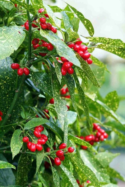 Aucuba japonica 'Variegata' struik 40-45 cm